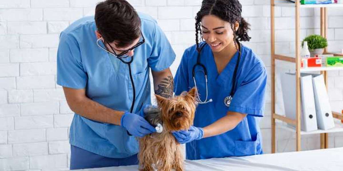 Veterinary Assistant Programs BC