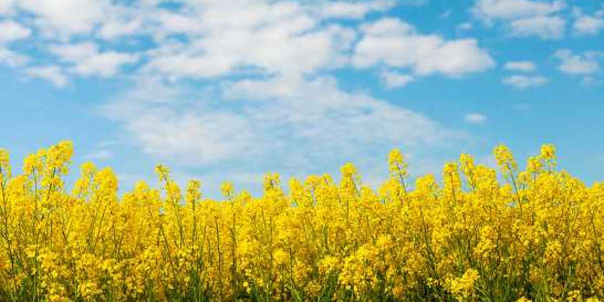 Oilseeds Market Insight, Growth Factors & Trends, Key Player Strategy Analysis Forecast year 2030