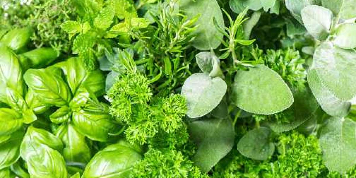 Fresh Herbs Key Market Players, Statistics, Gross Margin, and Forecast 2030