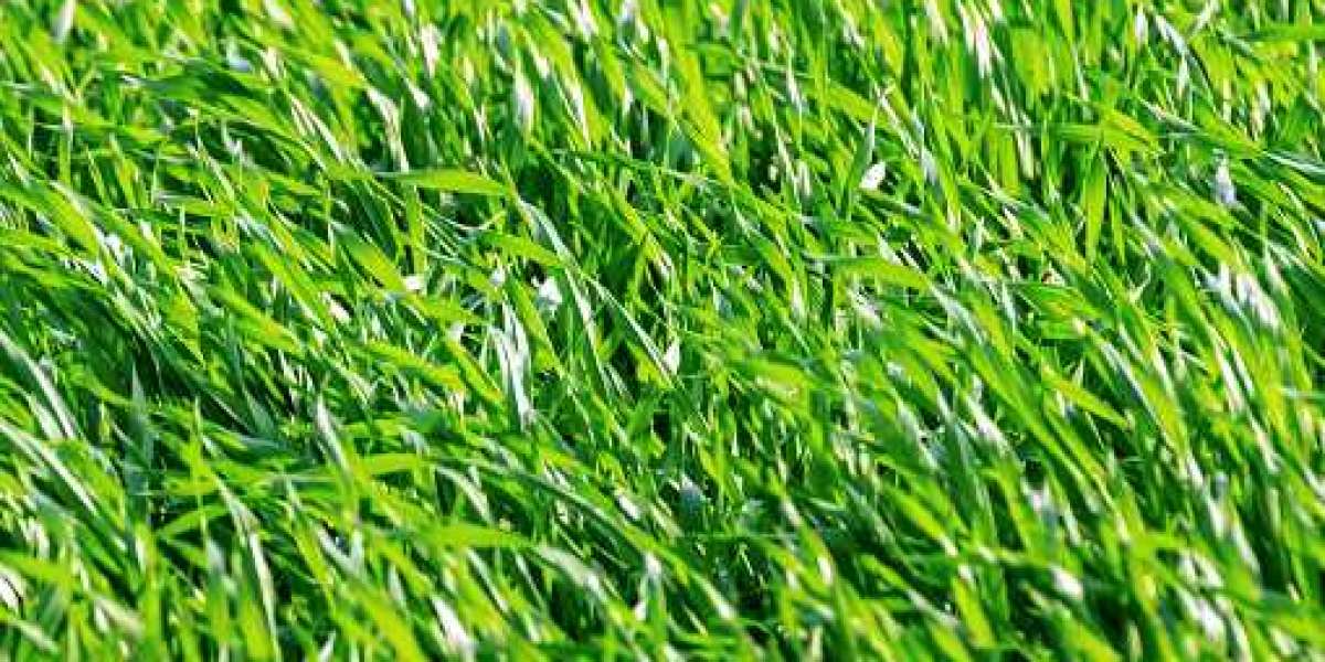 Wheatgrass Products Market Share Current and Future Industry Trends, 2030