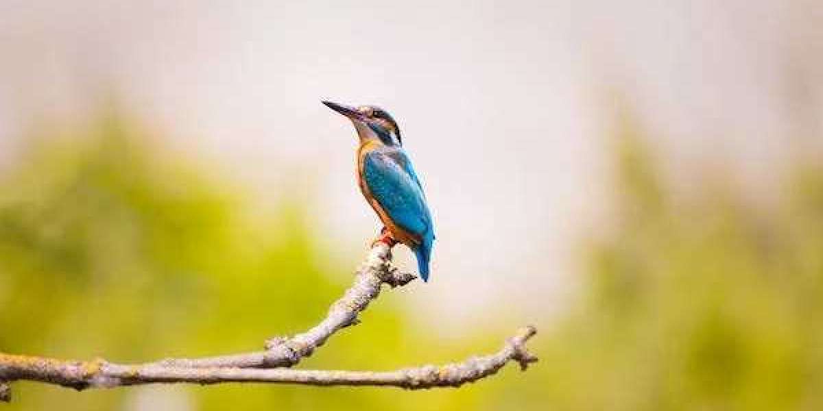 Lilac-Breasted Roller Bird - The Jewel of African Skies