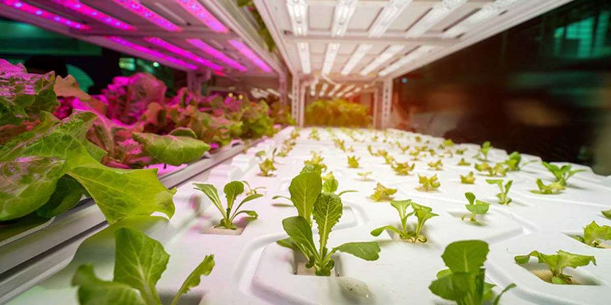 Horticulture Lighting Market Size by 2028 | Industry Segmentation by Type, Application, and Top Companies Profiles