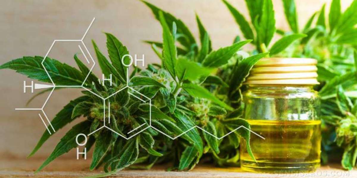 Le CBD en France : Tout ce que vous devez savoir sur sa légalité, son utilisation et ses bienfaits