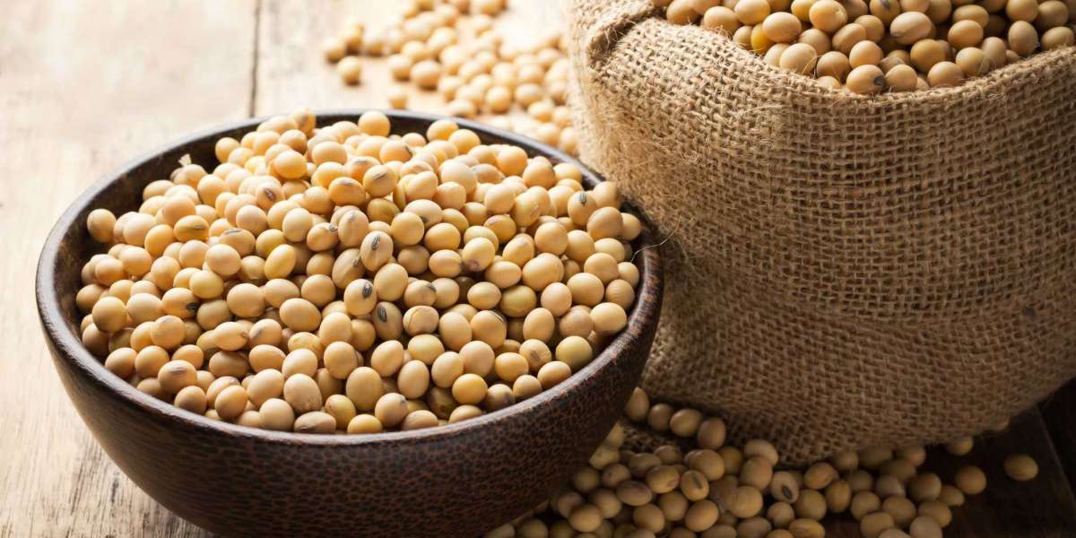 Soy Protein Market Growth Outlook, Opportunities and Forecast 2030