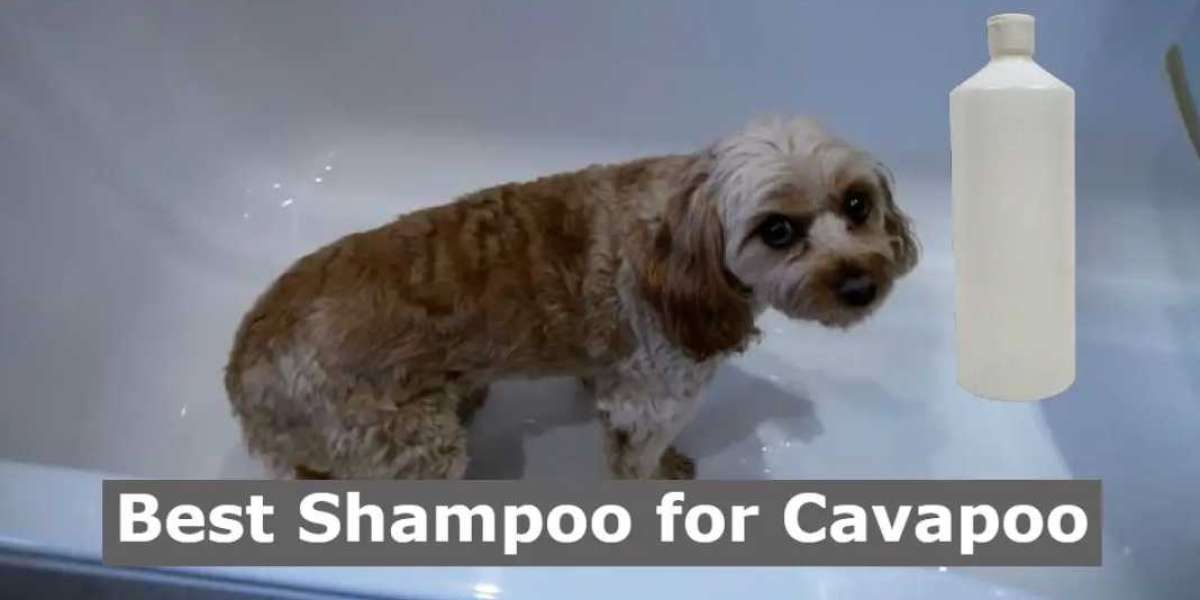 5 Best Shampoo for Cavapoo (Keep Cavapoo Clean and Shiny)