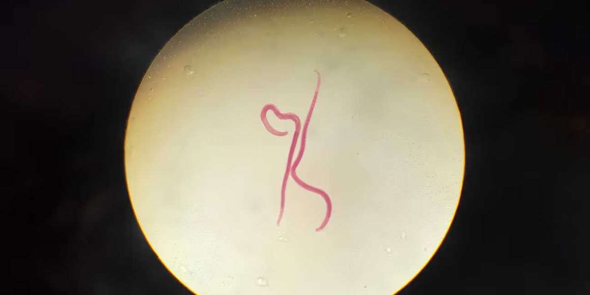 What Treatments Are Available for Parasitic Worm Infections?