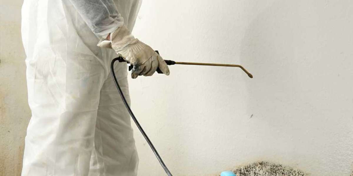 Bright Beginnings: Rainbow Mold Removal Services Illuminate Your Home