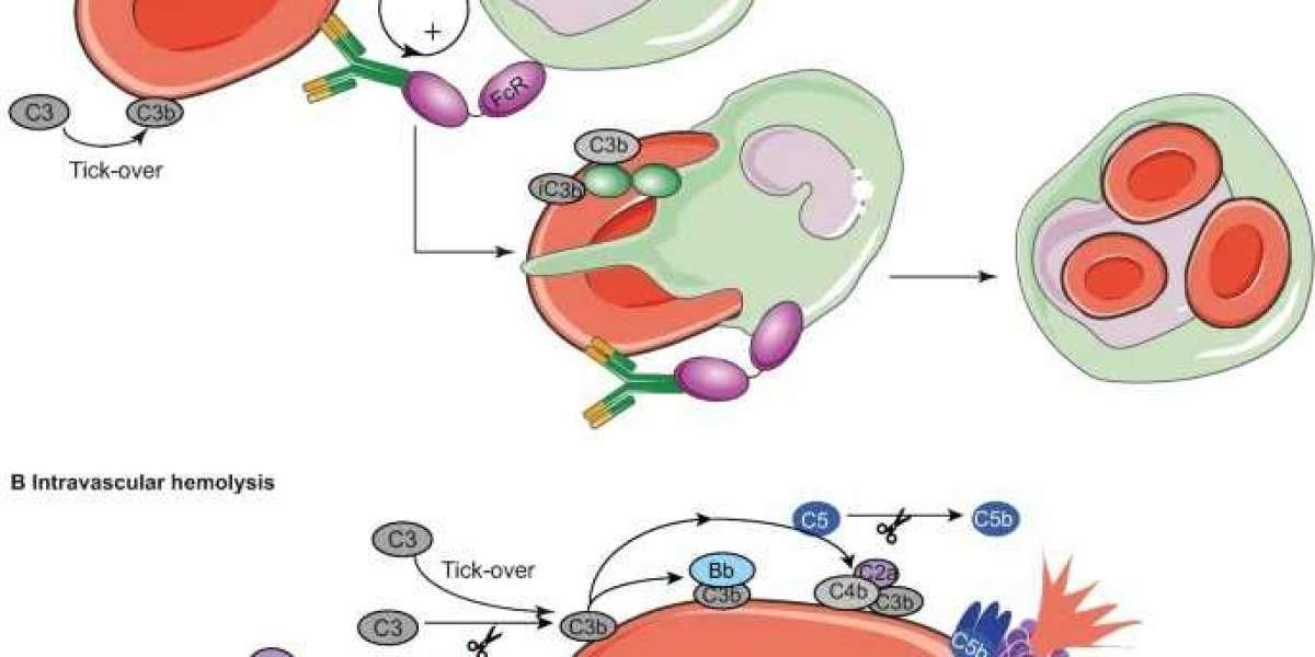 Anti-RBC Antibodies for Enhanced Blood Product Purity and Autoimmune Disease Research