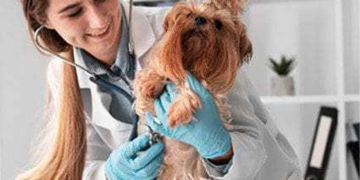 What Should I Bring When Visiting an Animal Hospital?