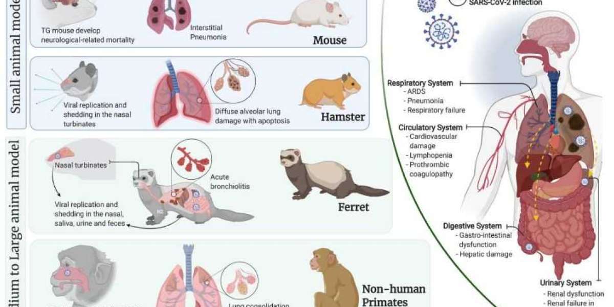 Coronavirus Animal Model for Drug Discovery