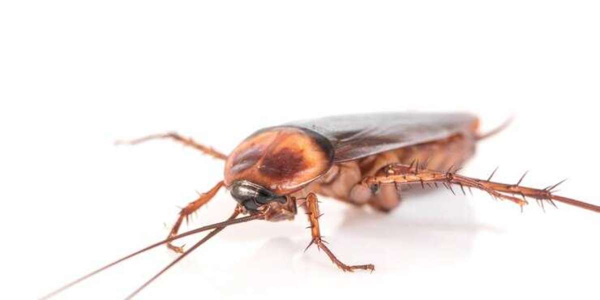 Effective Solutions for Cockroach Control Melbourne