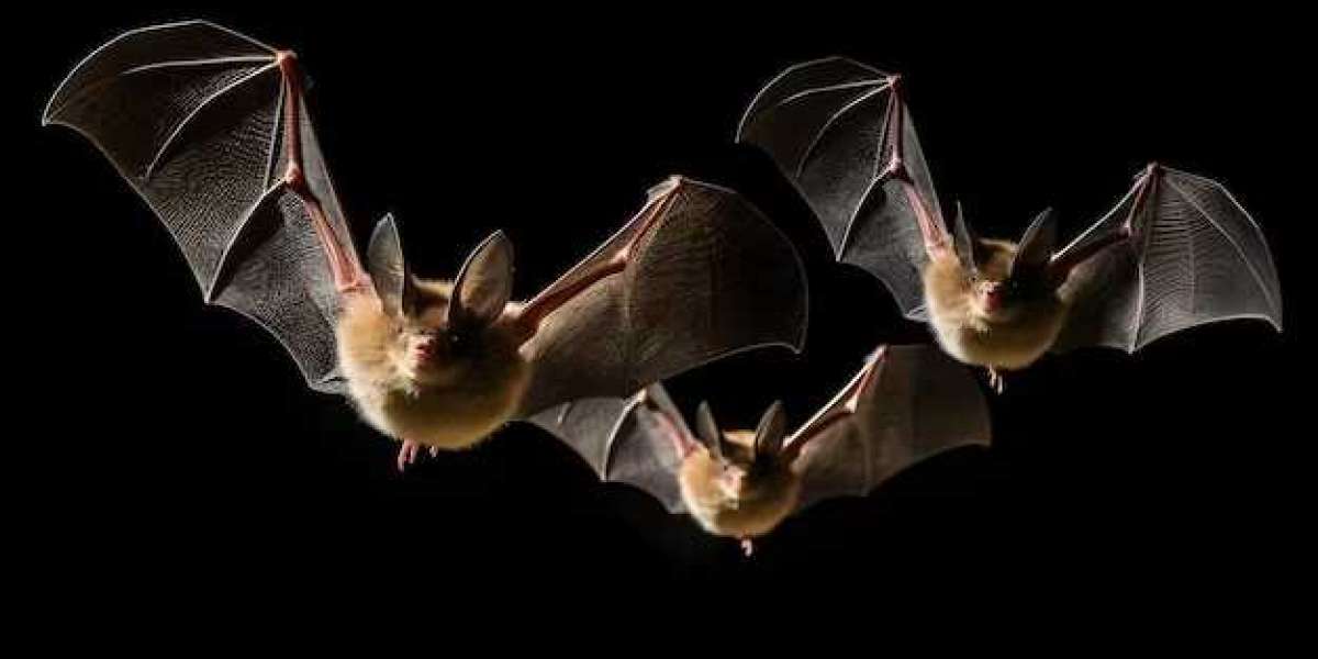 How to Handle Bat Infestations: Expert Bat Removal in Houston