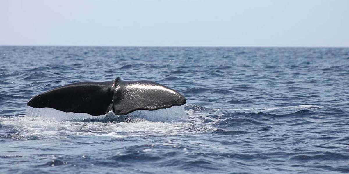 Whale and Dolphin Watching Tours in St. Lucia