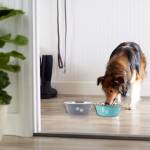 Pet Food Bowls