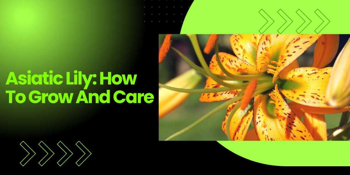 Asiatic Lily: How To Grow And Care