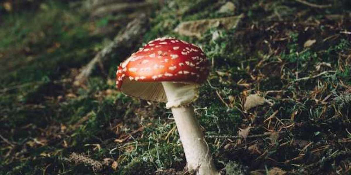 Medicinal Mushrooms: The Essential Guide