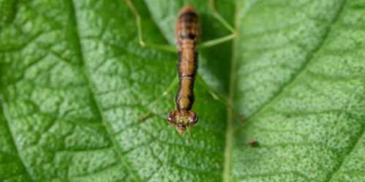 6 Common Mistakes to Avoid When Fighting Thrips, Whiteflies, and Bugs