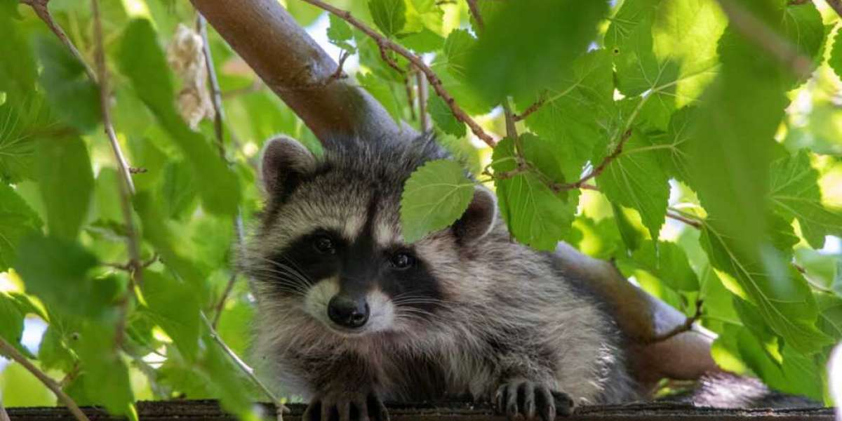 How do I choose a reliable raccoon removal service?