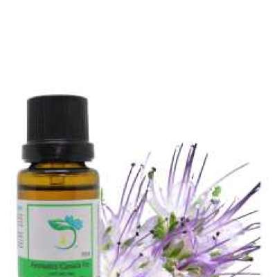 Tansy Blue Essential Oil Profile Picture