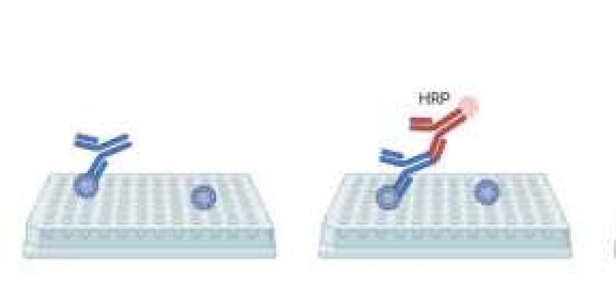 High-Performance HPV IgG ELISA Kit for Accurate and Reliable HPV Antibody Detection