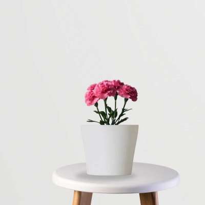 Carnation Flower Profile Picture