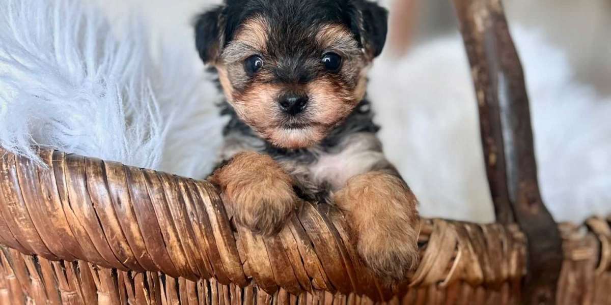 Suzie Der Yorkie-Welpe: Ein Ratgeber über die entzückende Yorkshire Terrier Mischung