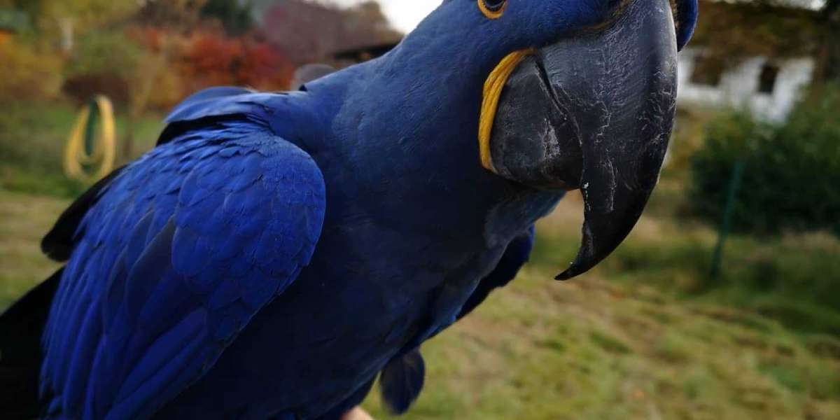 The Macaw: A Majestic Companion for the Right Home