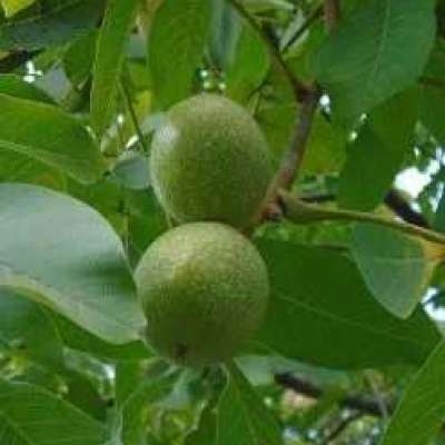 Walnut Carrier Oil Profile Picture