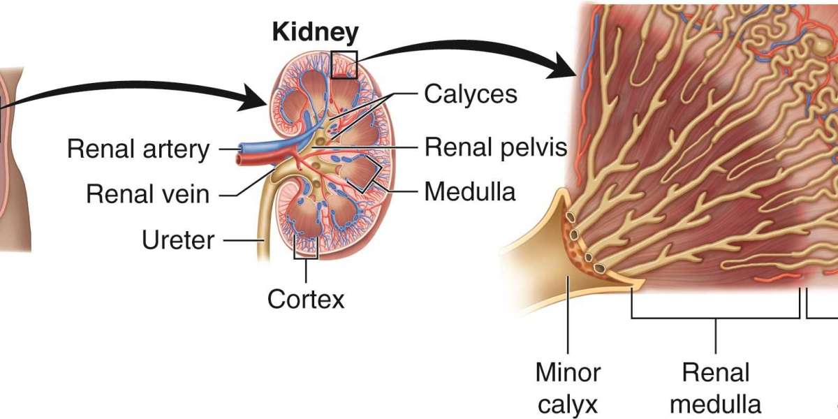 Is JARDIANCE Right for Your CKD Treatment? A Comprehensive Guide