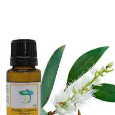 Niaouli Essential Oil Profile Picture