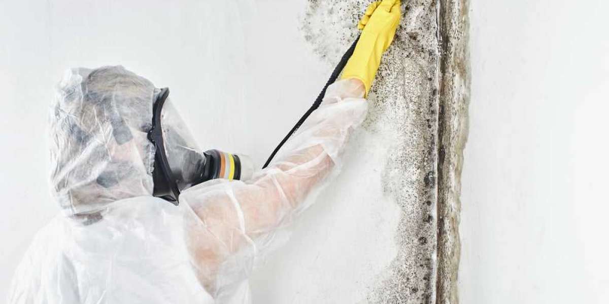 Expert Mold Removal & Cleanup in Los Angeles | Safe & Fast Service