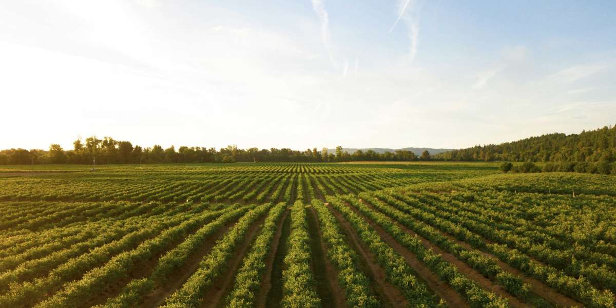 Humic Acid Elevate: Supercharge Root Development for Stronger Crops