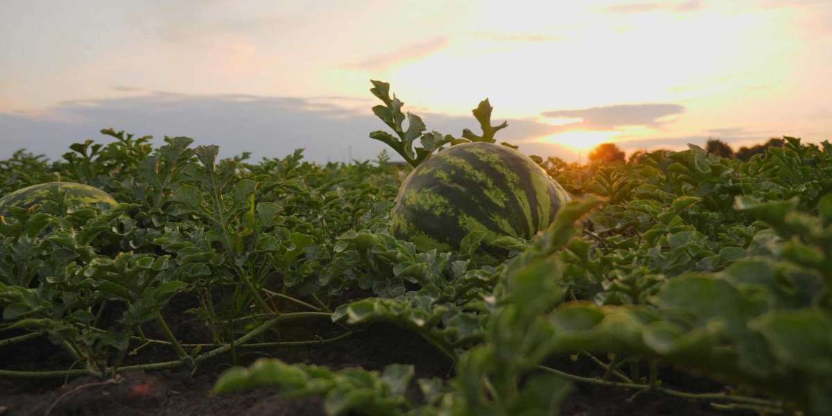 Watermelon Salad and Fresh Imports: The Legacy of C&M Watermelon Imports