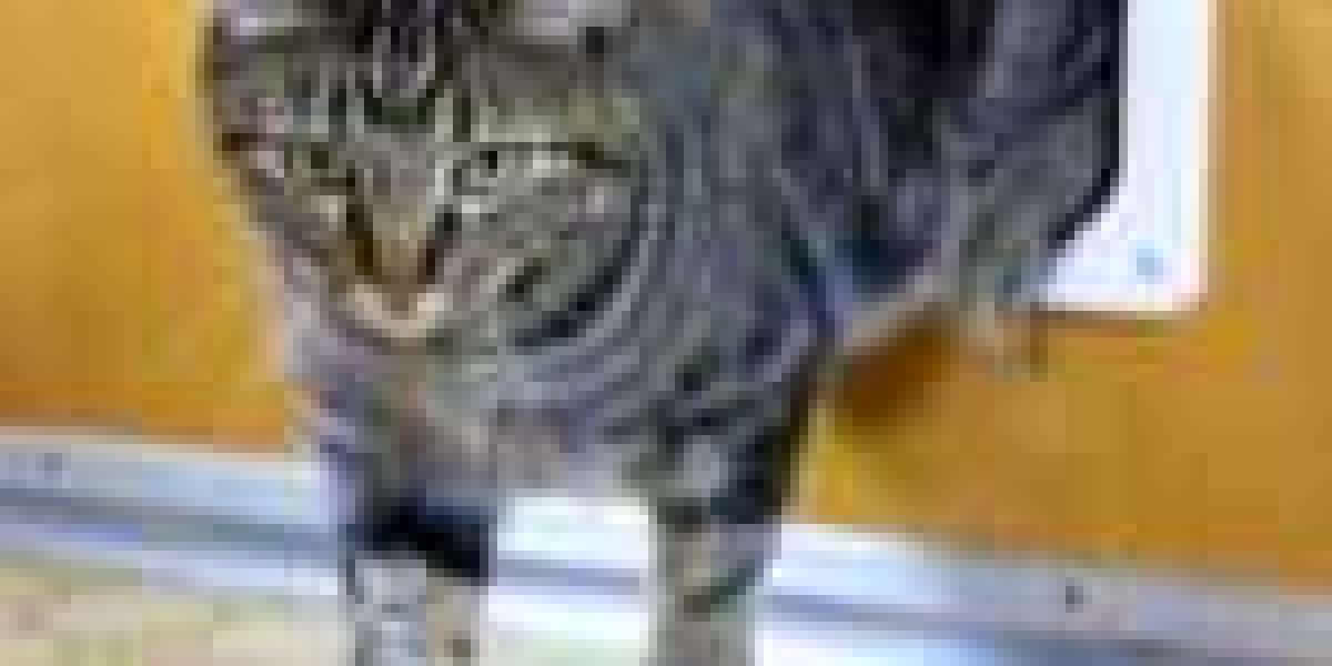 Solutions To Issues With Cat Flap Installation Guide
