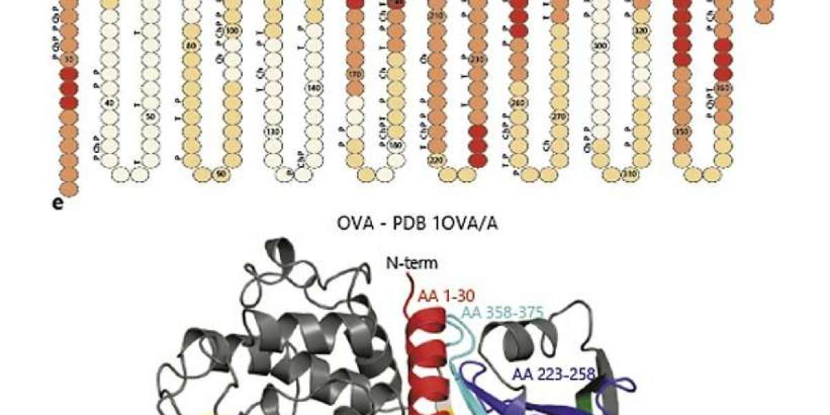 Creative Diagnostics Introduces Advanced Ovalbumin Epitope Peptide Antibodies for Immunological Research