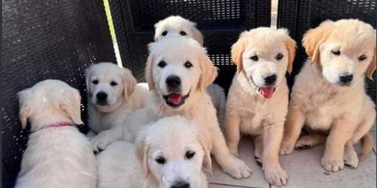 Friendly Golden Retrievers for Sale