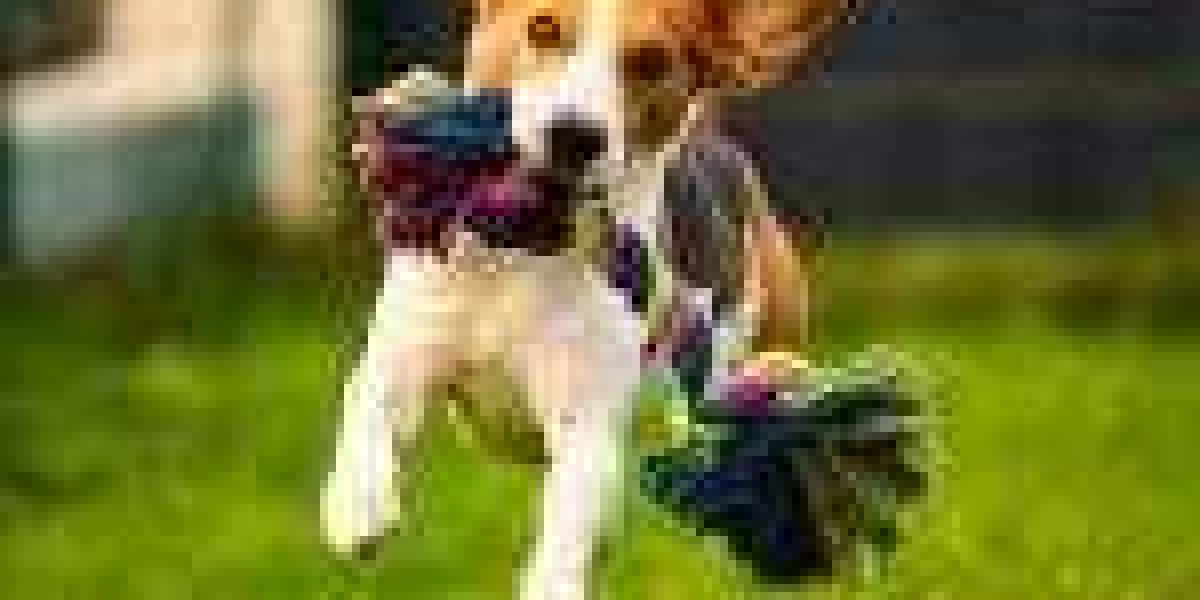 Cozy & Stylish: Top Pet Furniture and Housing Picks from Pet Essential Store