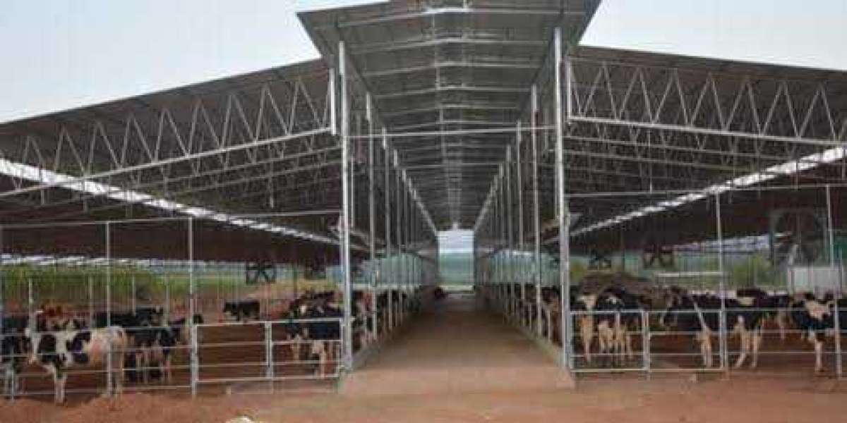 How Dairy Farm Sheds Improve Cattle Health and Productivity
