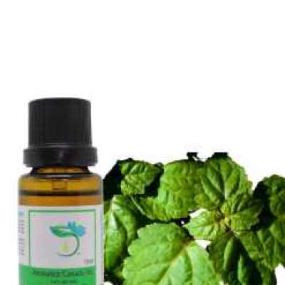 Patchouli Organic Essential Oil Profile Picture