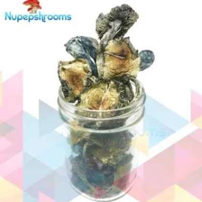 Buy Blue Meanie Cubensis Mushrooms - Nupep Shrooms Profile Picture