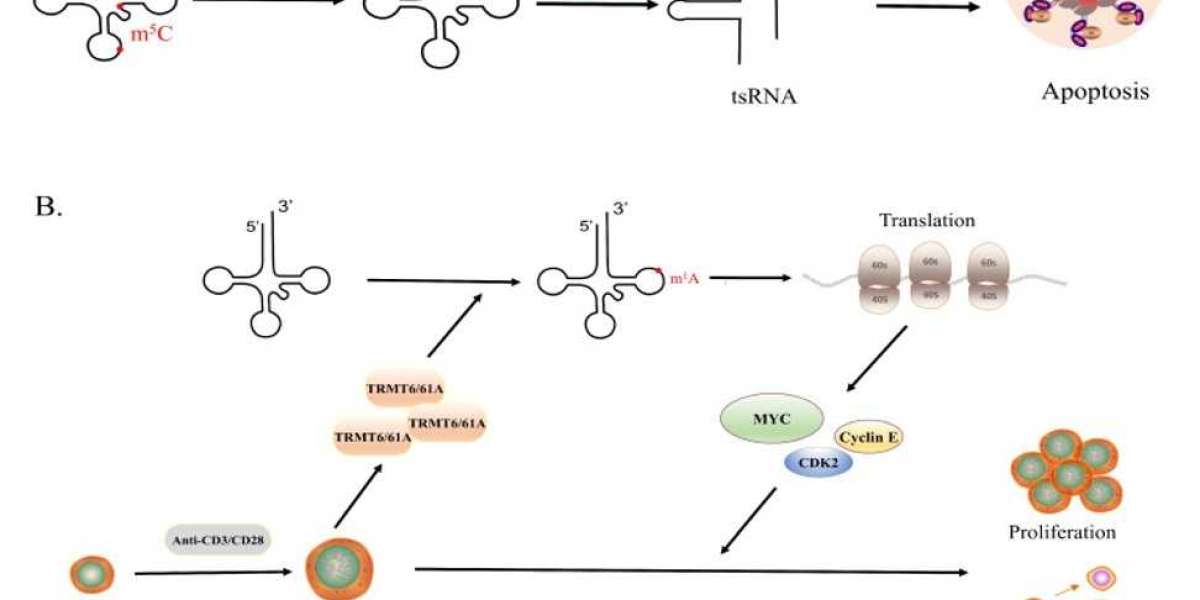 Advanced tRNA Modification Detection Solutions to Support Genetic Research