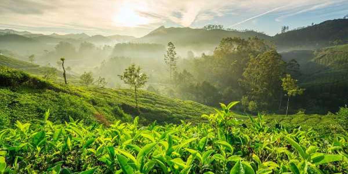 Chennai To Munnar Cab