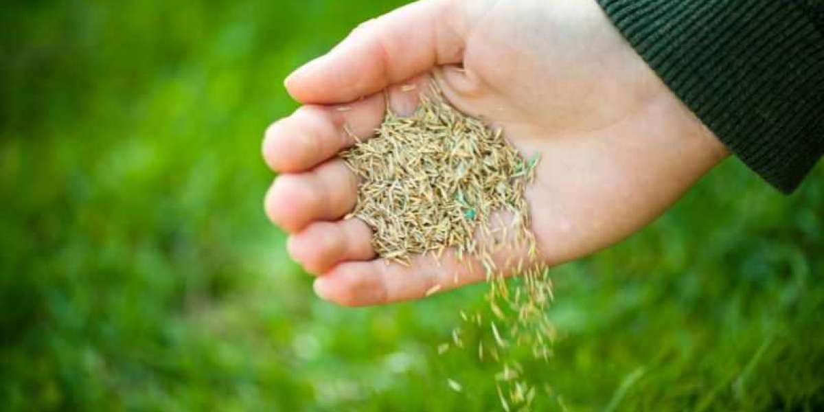 Overseeding Lawns in Spring: Revitalize Your Yard for a Lush, Green Season