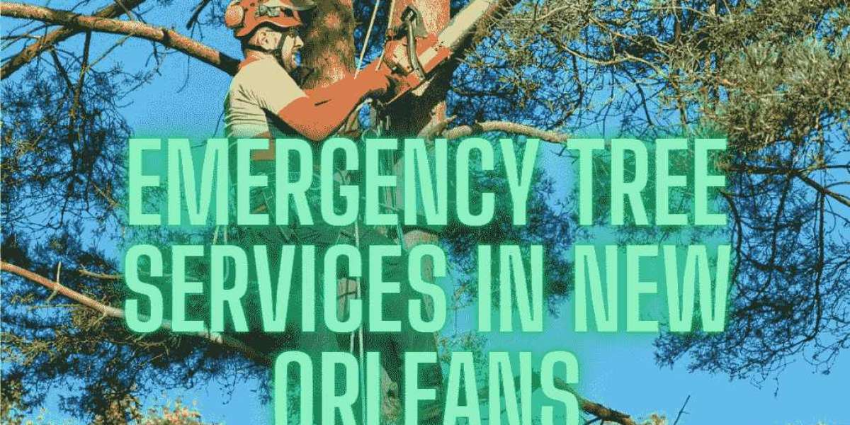 Choose Audubon Tree Care: Elevating Tree Service Standards