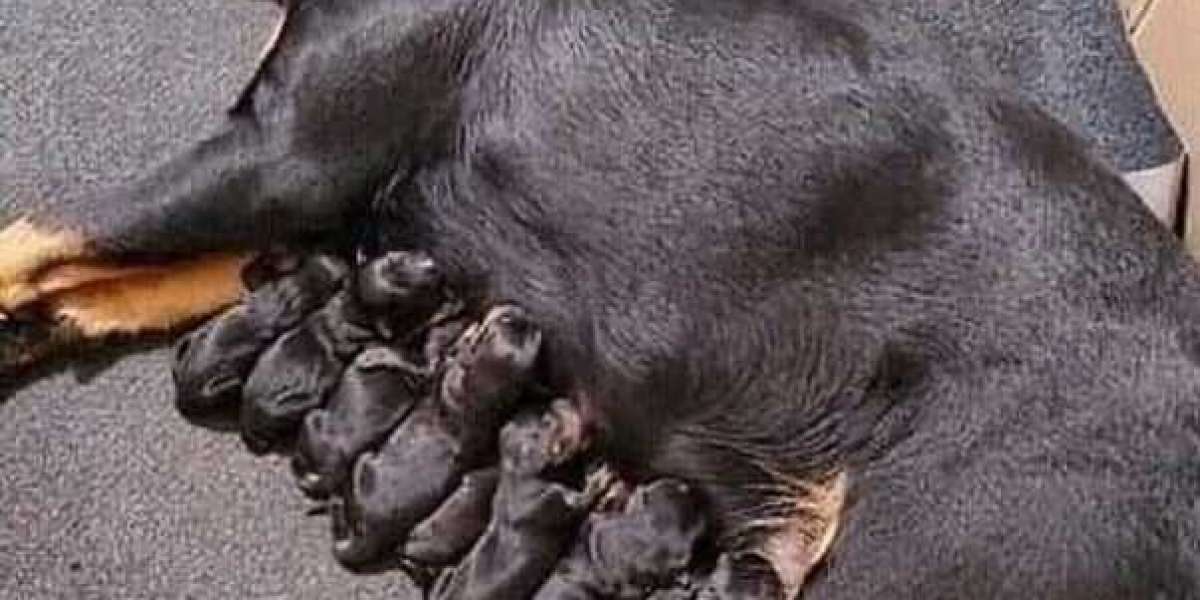 German Rottweiler Puppies – Big & Confident