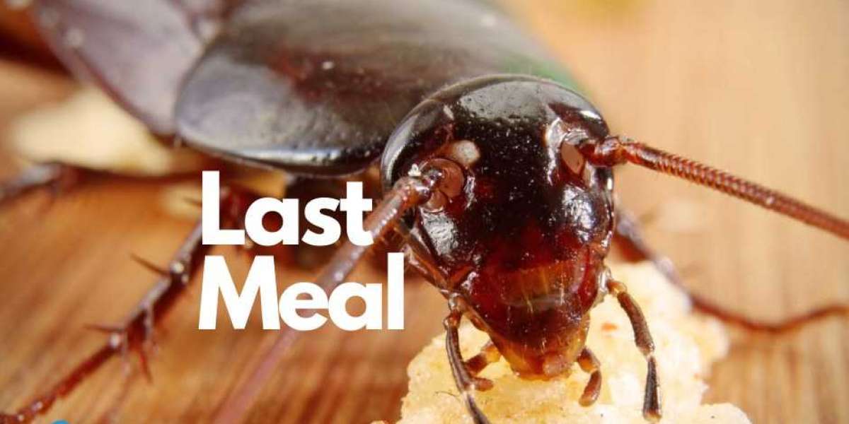 Termite Control in Miami That Actually Works