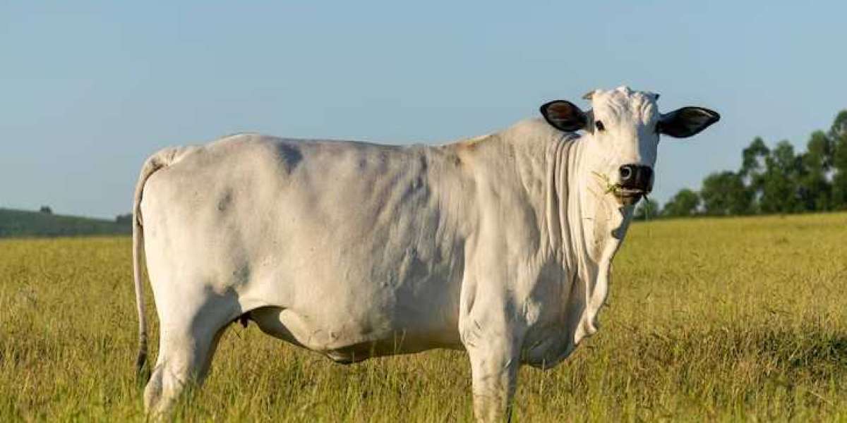 Whole Cow for Sale and Pasture Raised Eggs – A Guide to Premium, Locally Sourced Meat and Eggs