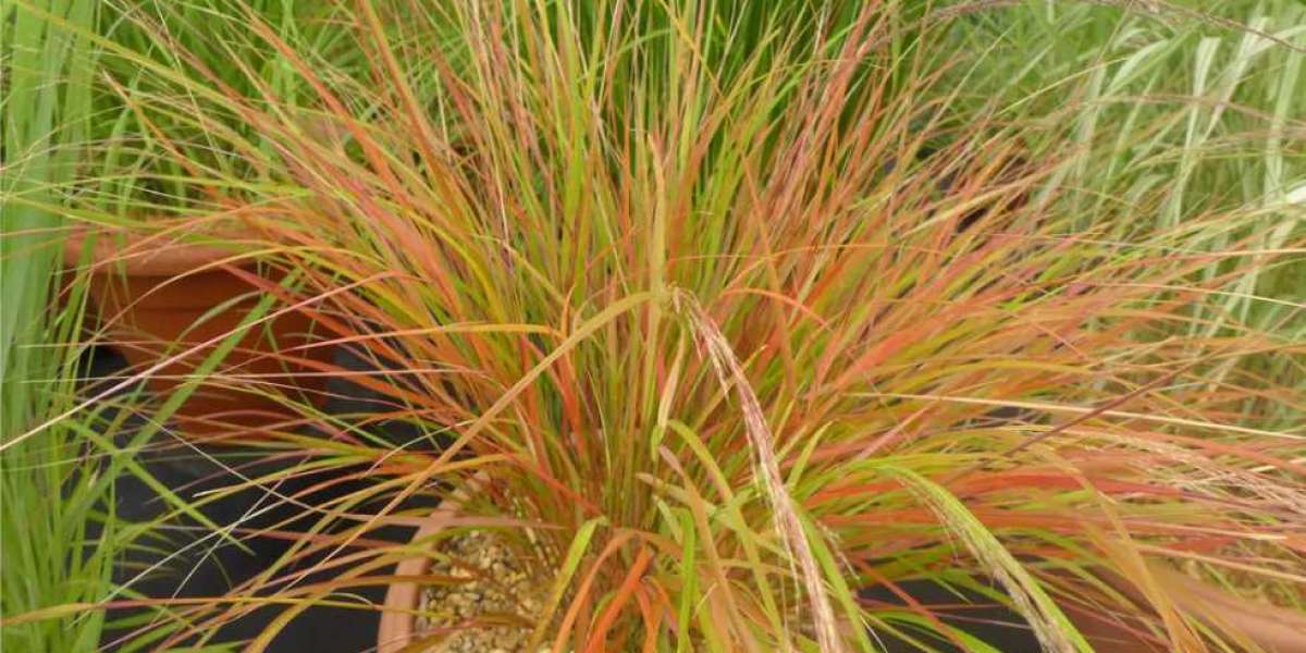 Top Ornamental Grasses to Transform Your Garden Landscape