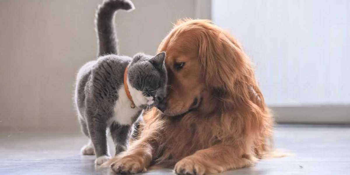 Discover the Best Dog and Pet Groomers in Delhi with Pet Groomly