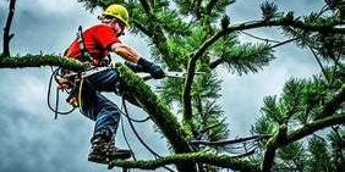 Commercial Tree Trimming Services: Trust a Certified Arborist for Long-Term Results